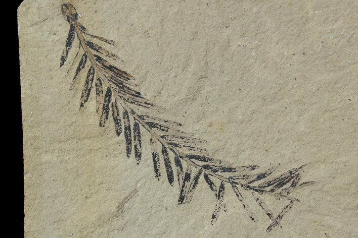 Metasequoia (Dawn Redwood) Fossil - Montana #79576